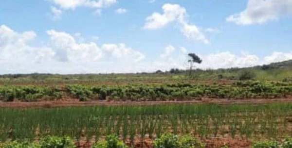 land with tourist zoning in YAQUE - Image 2