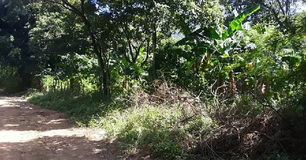Vacant land with open space