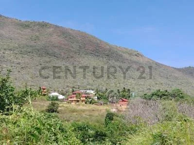 Open field with natural vegetation