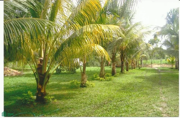 Cd Sale of Land. National Highway Via Tacariagua. San José de Río Chico. - Vía Principal de Rio Chico 1236, 1061 Río Chico, Venezuela - Plot of land for sale