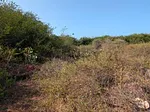 land for sale in Sector La Mira, Antolín del Campo, La Plaza de Paraguachí, Nueva Esparta thumbnail 3
