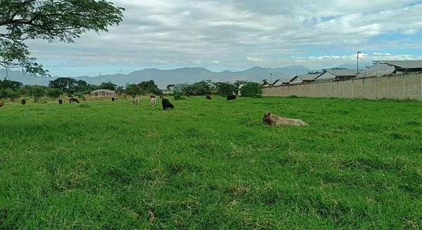 FINCA FOR SALE TURAGUA EDO ARAGUA 10HA TC - SN SN, El Consejo - 6 beds plot of land for sale