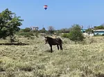 land of 50 hectares, for sale, Av. Juan Bautista Arismendi, El Águila, Nueva Esparta, Isla de Margarita, 500,000 sqm - Inmuebles Margarita - 2 MIL thumbnail 2