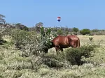 land of 50 hectares, for sale, Av. Juan Bautista Arismendi, El Águila, Nueva Esparta, Isla de Margarita, 500,000 sqm - Inmuebles Margarita - 2 MIL thumbnail 5