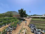 Horticulture Farm, for sale, In La Asunción, Nueva Esparta, Isla de Margarita, 4088 mt2 - Inmuebles Margarita - 2 MIL thumbnail 2