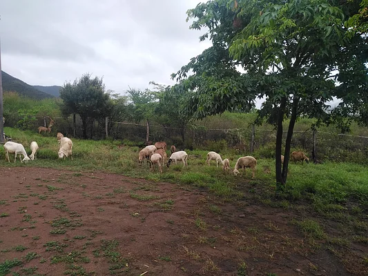 farm/estate, for sale, In Guatati, Nueva Esparta, Isla de Margarita, 30.516,12 sqm, 3 bedrooms and 5 bathrooms - Inmuebles Margarita - 2 MIL - Image 8