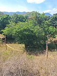 Sale of house in Sector La Mira, Antolín del Campo, La Plaza de Paraguachí, Nueva Esparta thumbnail 5