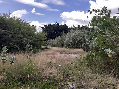 Tree-lined property boundary