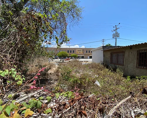 Side yard and driveway