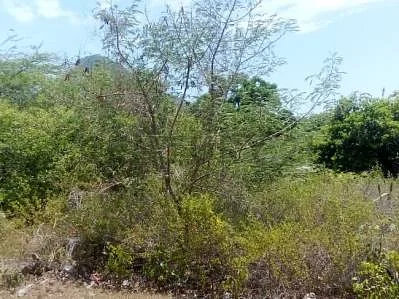 Sale of land in Loma de Guerra, Antolín del Campo, La Plaza de Paraguachí, Nueva Esparta - Image 10