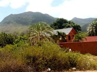 Grassy area with shrubs