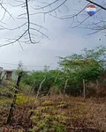 land, for sale, In Caserio Espinoza, Nueva Esparta, Isla de Margarita, 387.75 MT2 - Inmuebles Margarita - 2 MIL thumbnail 2