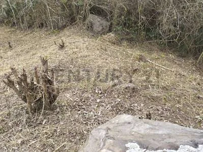 Natural vegetation view