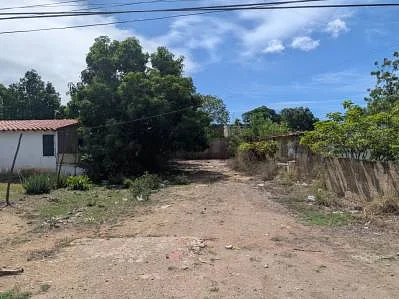 Natural vegetation on land