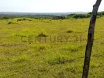 Sale of farm/estate in Centro Tinaquillo, Falcón, Tinaquillo, Cojedes thumbnail 4