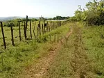 Sale of farm/estate in Centro Tinaquillo, Falcón, Tinaquillo, Cojedes thumbnail 3