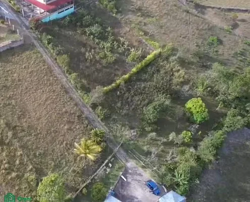 Panoramic land with trees