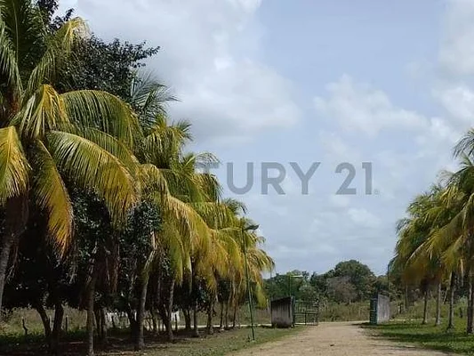 Sale of farm/estate in Centro San Carlos, Anzoátegui, San Carlos, Cojedes