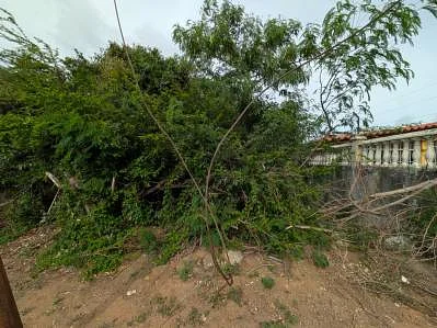 Natural vegetation and brush