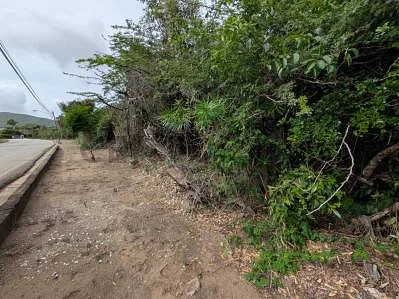 Tree line along property edge
