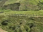 Sale of land in Otros, Andrés Bello, Cordero, Táchira thumbnail 5
