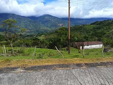 Natural vegetation on property