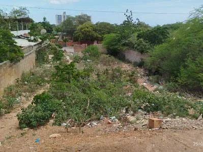 Natural vegetation on property